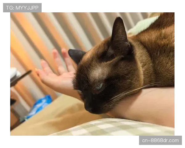 施洋这生活真让人眼红，场上拼劲十足，私底下居然是养猫狂魔？